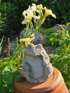 bullfrog