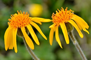 arnica