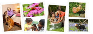 Vibrational Essences, Healing Essences, Flower Essences